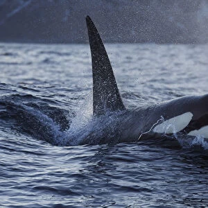 Orca / Killer whale (Orcinus orca) surfacing, Senja, Troms County, Norway, Scandinavia, January