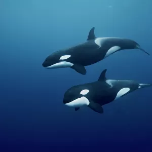 Aquatics Photographic Print Collection: Whales