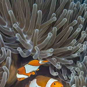 Pair of Western clown anemonefish (Amphiprion ocellaris) spawning orange eggs on the