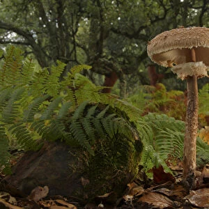 Parasol mushroom (Macrolepiota procera) Los Alcornocales Natural park, Cortes de la Frontera