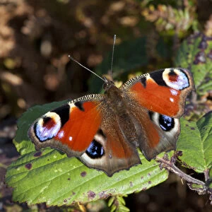Peacock butterfly (Inachis io), Sark, Channel Islands, Sept 2011