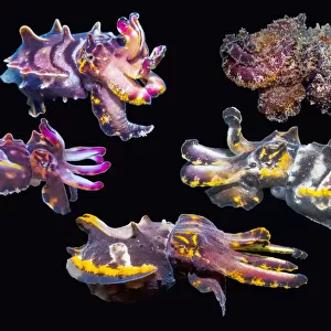 Pfeffers flamboyant cuttlefish (Metasepia pfefferi) composite image on black background showing colour variations, Puerto Galera, Philippines, Indo-Pacific