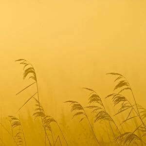 Phragmites reeds (Phragmites australis) at dawn in late autumn sun, Woodwalton Fen