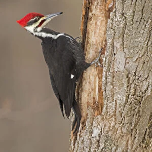 Pileated Woodpecker (Dryocopus pileatus) male, at feeding excavation in tree trunk in winter