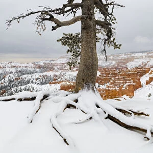 Pine tree (Pinus sp) in winter, Bryce Canyon National Park, Utah, USA, January