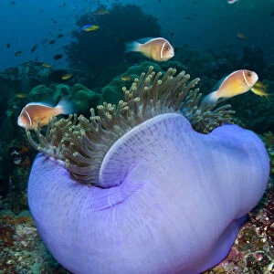 Pink anemonefish (Amphiprion perideraion) in a purple Magnificent sea anemone (Heteractis