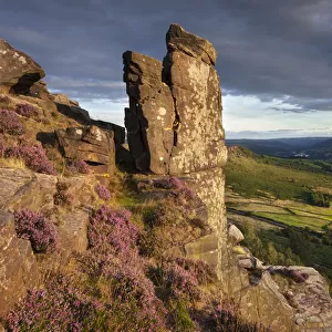 The Pinnacle Stone, Curbar Edge surrounded by flowering heather. Peak District National Park