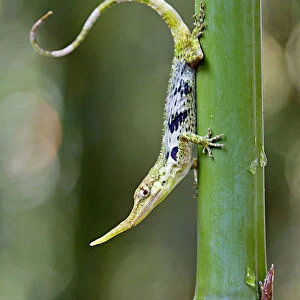 Pinocchio lizard (Anolis proboscis) male on stem, Mindo, Pichincha, Ecuador, Endangered