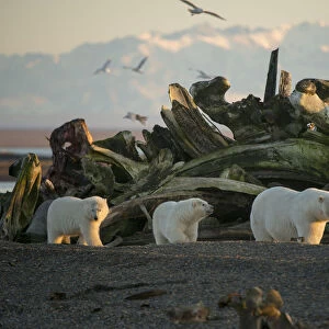 Polar bear (Ursus maritimus) sow with two cubs walking past a pile of Bowhead whale