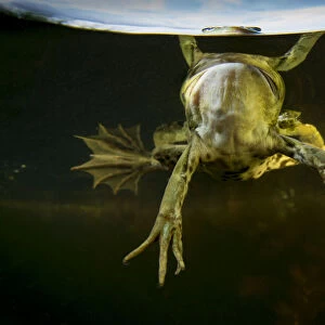Pool Frog (Pelophylax lessonae) split level view, near Crisan village, Danube Delta