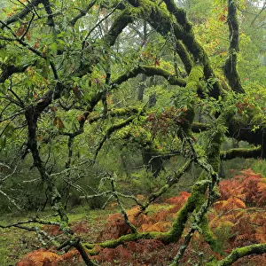 Portuguese oak tree (Quercus faginea) covered in moss, Los Alcornocales Natural Park