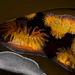 Proliferating anemones (Epiactis prolifera) and Kelp lace bryozoans
