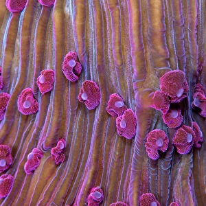 Purple short tentacle mushroom coral (Fungia sp. ) close up of polyps. Lembeh Strait