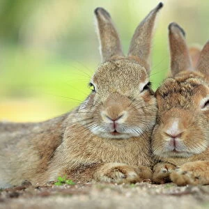 Rabbits resting with alert ears, Okunoshima Rabbit Island, Takehara, Hiroshima, Japan