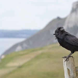 Raven (Corvus corax) adult perched on fence post in coastal grassland, Lulworth Cove