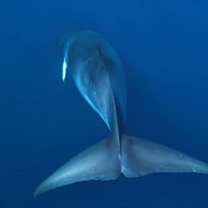 Rear view of Dwarf minke whale, thought to form a yet-to-be named sub-species of