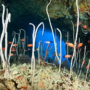 Red / Blotcheye soldierfish (Myripristis murdjan) and sea whips coral, Junceella at Fotteyo caves