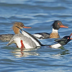 Red-breasted Mergansers (Mergus serrator) male in foreground performing courtship