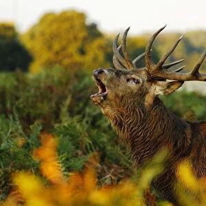 Red deer (Cervus elaphus) stag bellowing. Surrey, UK, October