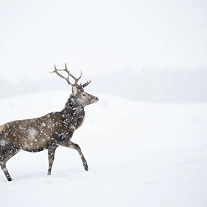 Red deer, (Cervus elaphus), stag in falling snow on moorland, Scotland, UK. February
