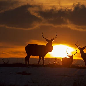 Red deer, (Cervus elaphus), stags silhouetted at sunset in winter, Scotland, UK. February