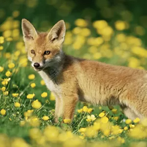 Red fox {Vulpes vulpes} cub in field of buttercups. UK