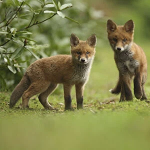 Red fox (Vulpes vulpes) cubs, Hertfordshire, England, UK, May