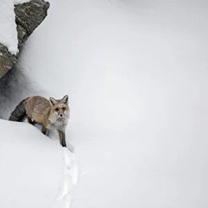 Red fox (Vulpes vulpes) in deep snow emerging from den, Valsavarenche valley, Gran