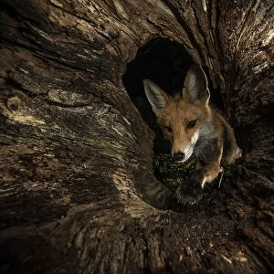 Red fox (Vulpes vulpes) female peering into hollow log, Hungary