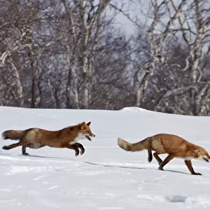 Red fox (Vulpes vulpes) one fox chasing another across snow, Kamchatka, Far east Russia