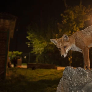 Red Fox (Vulpes Vulpes) at night, North London, England UK