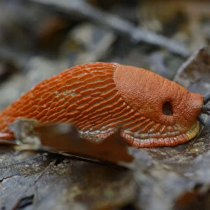 Red slug (Arion rufus) Vosges, France, September