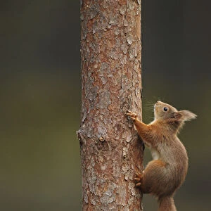 Red squirrel (Sciurus vulgaris) climbing a Pine (Pinus) trunk, Highlands, Scotland