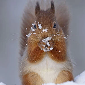 Red squirrel (sciurus vulgaris) feeding in snow, Cairngorms National Park, Highlands