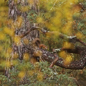 Red squirrel (Sciurus vulgaris) on old pine tree, looking through autumn birch foliage