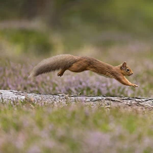 Red Squirrel (Sciurus vulgaris) in summer coat running across fallen log in heather, Scotland, UK