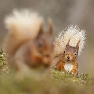 Red squirrel (Sciurus vulgaris) watching another. Cairngorms National Park, Highlands