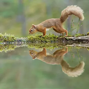 Red Squirrel (Sciurus vulgaris), at woodland pool, Cairngorms National Park, Scotland, UK.November