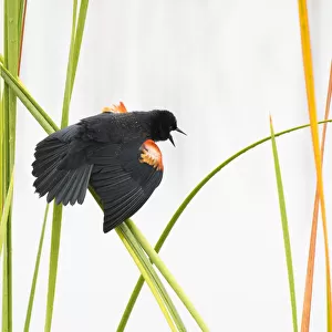 Red-winged Blackbird (Agelaius phoeniceus) male displaying in cattail marsh, Viera Wetlands