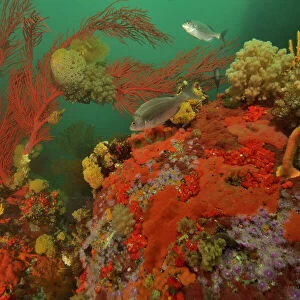 Reef with gorgonian corals / sea fans, soft corals and sponges, Western Cape