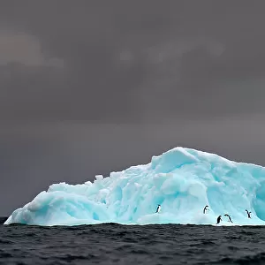 RF - Adelie penguins (Pygoscelis adeliae) on blue ice berg. Graham Passage, Antarctic Peninsula, Antarctica. (This image may be licensed either as rights managed or royalty free.)
