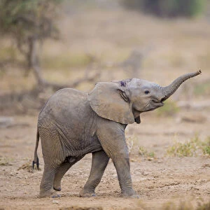 RF - African elephant (Loxodonta africana) calf walking with trunk raised, Amboseli National Park