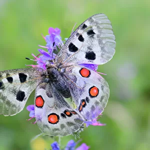 RF - Apollo butterfly (Parnassius apollo) nectaring on flower. North Tyrol, Austria