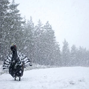 RF- Capercaillie (Tetrao urogallus) male displaying in heavy snowfall, Cairngorms National Park