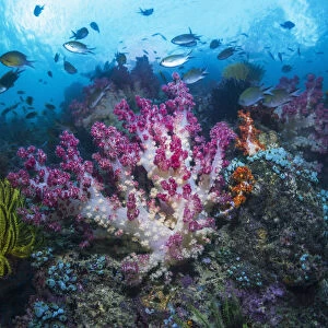 RF - Coral reef with Soft corals (Dendronephthya sp) and fish, West Papua, Indonesia