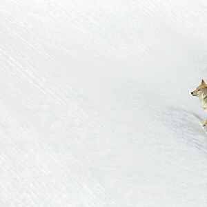 RF - Coyote (Canis latrans) in snow, Yellowstone. February