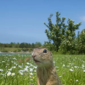 RF - European ground squirrel / Souslik (Spermophilus citellus) in grass with daisies