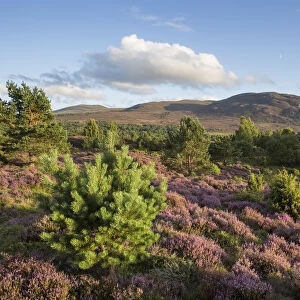 RF - Flowering heather moor and scattered pine and birch, Tulloch Moor, Cairngorms National Park