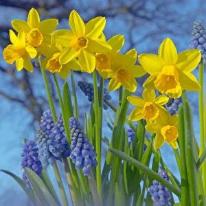 RF- Grape hyacinths (Muscari) and Daffodils (Narcissus sp) in flower, Norfolk, UK, March