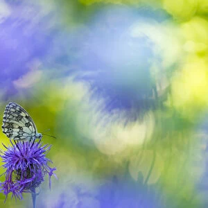 RF - Marbled white butterfly (Melanargia galathea) on knapweed with soft focus flowers